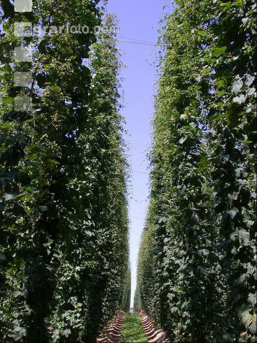 Hopfen 11