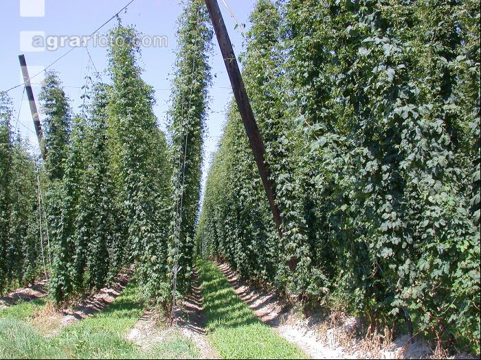 Hopfen 8