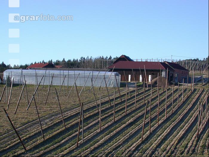 Hopfen 6