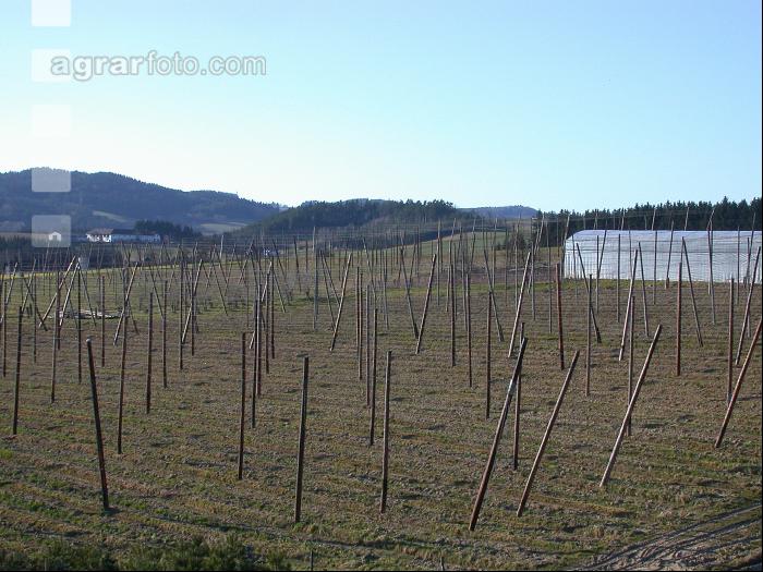Hopfen 5