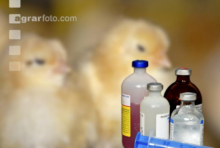 Geflügel Antibiotika 1