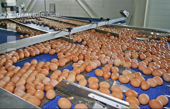 Eier Sortierung 23