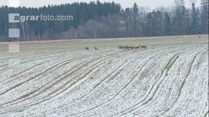 Rehe im Winter