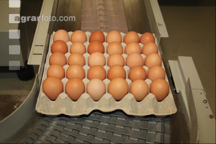 Eier sortieren J 5
