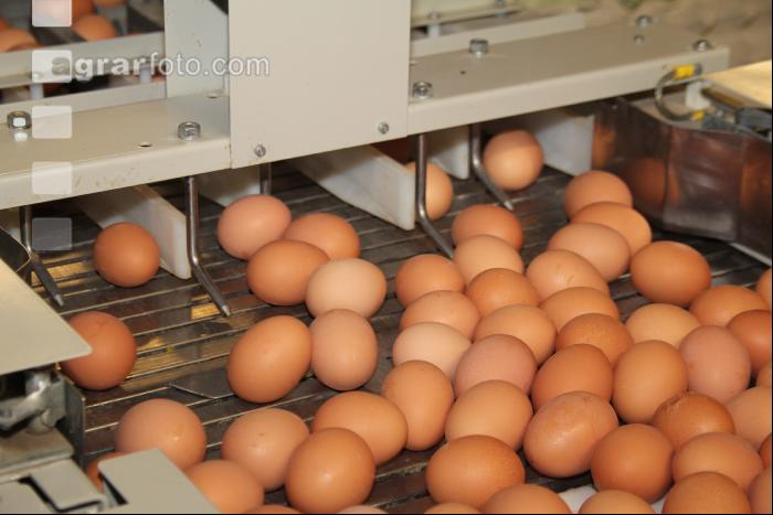 Eier sortieren J 1