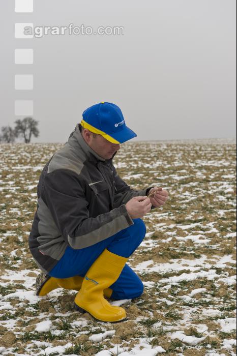 Gerste Auswinterung 2