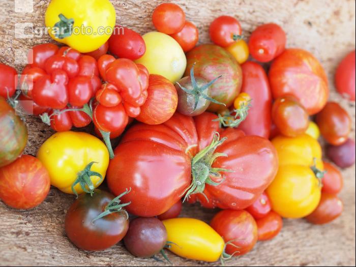 Tomatenvielfalt 14