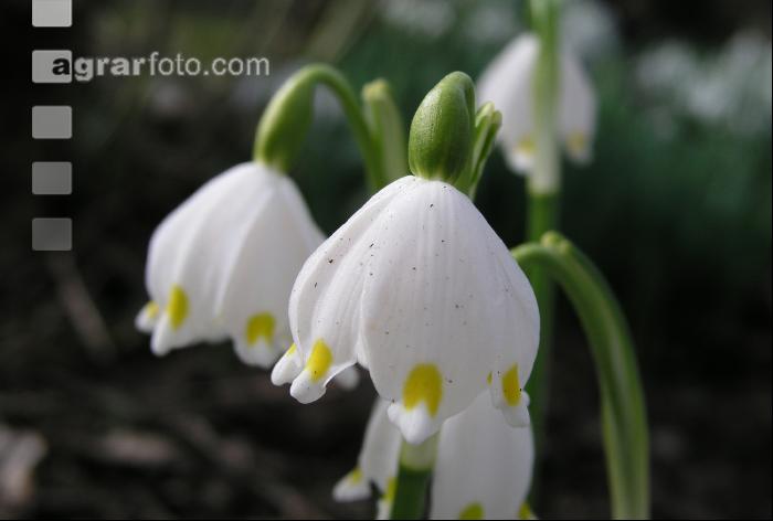 Frühlingsknotenblume 2