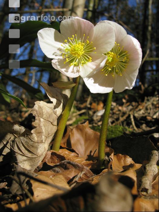 Schneerose 2