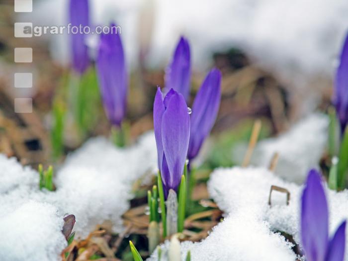 Krokus Neuschnee 2