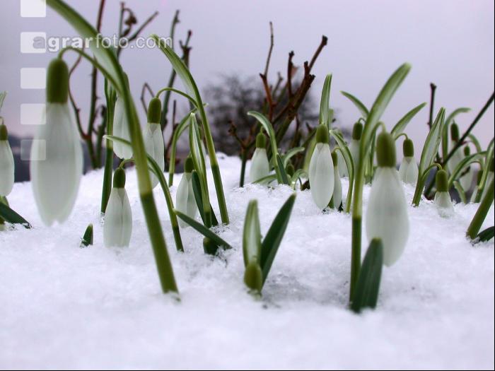 Schneeglöckchen