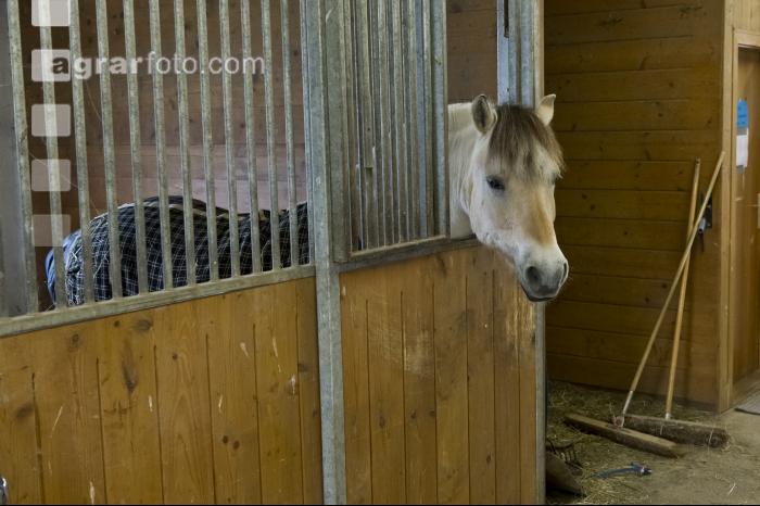 Pferd im Stall 4