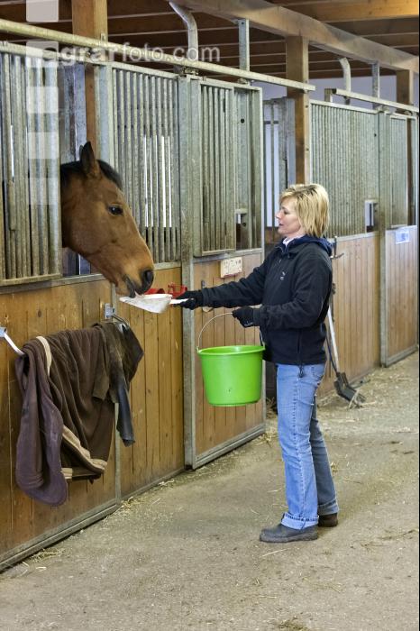 Pferde füttern 10