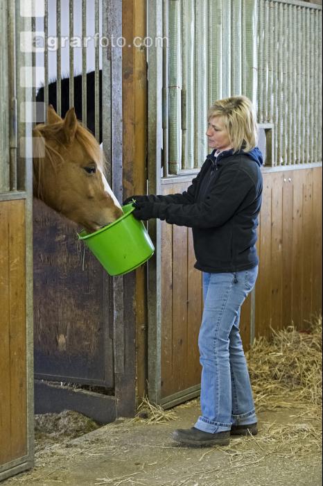 Pferde füttern 7