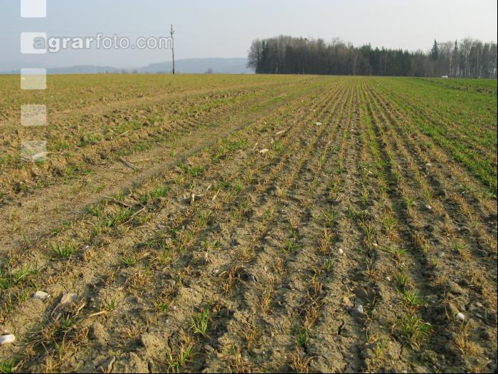 Gerste ausgewintert 2