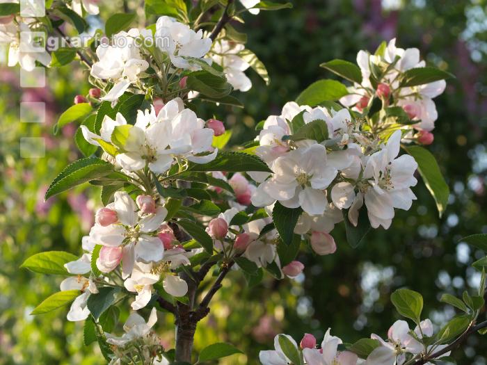 Apfel Blüte 12
