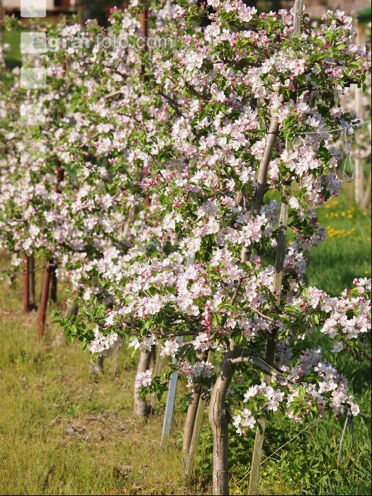 Apfel Blüte 10