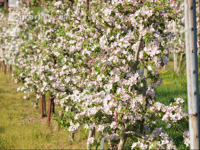 Apfel Blüte 8
