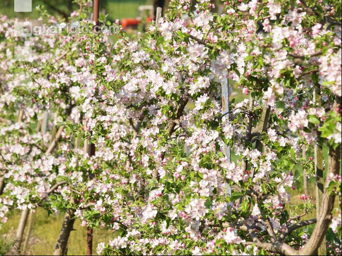 Apfel Blüte 7