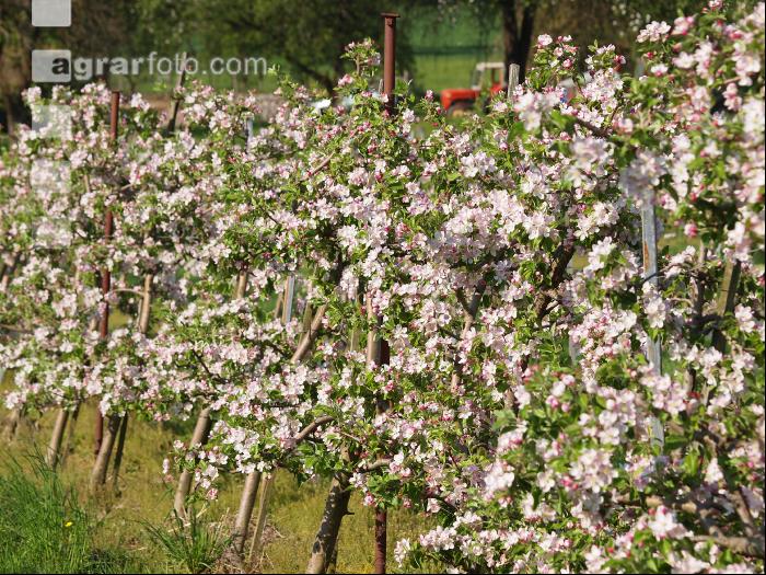 Apfel Blüte 6