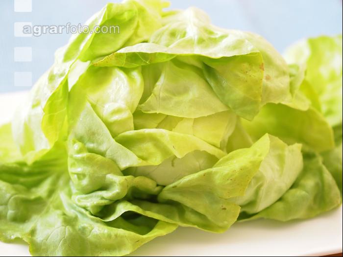 Kopfsalat 8