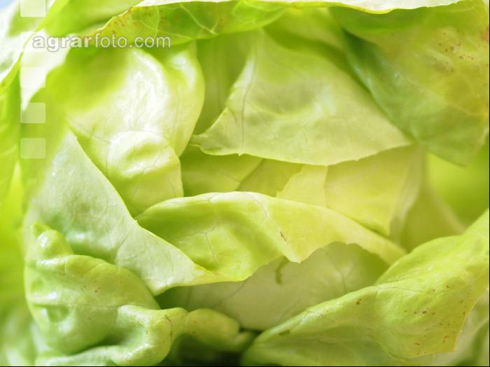Kopfsalat 4