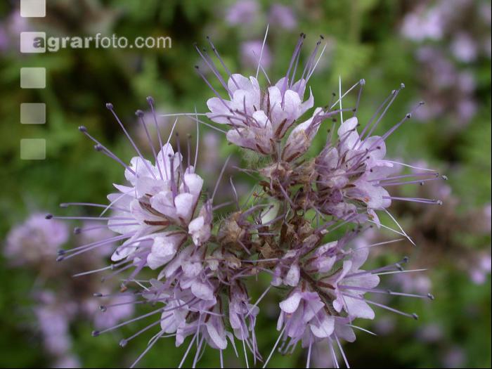 Phacelia blüht 3