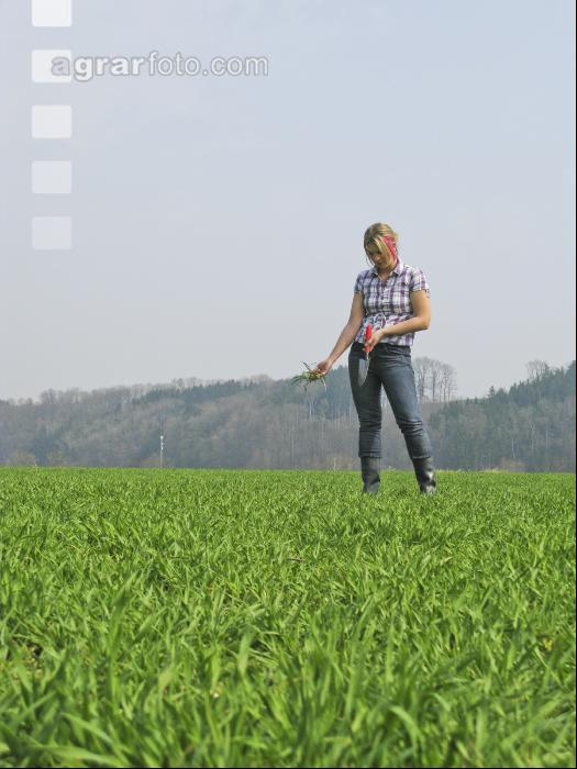 Gerste bestockt 45
