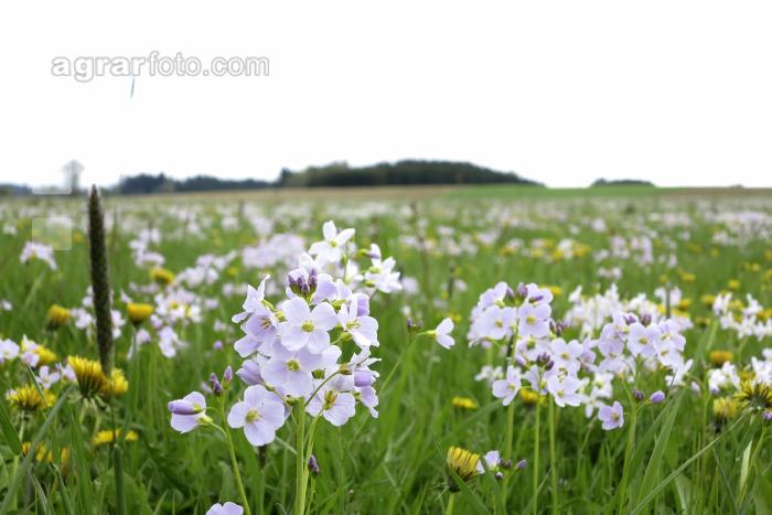 Wiese im Vorfrühling 1