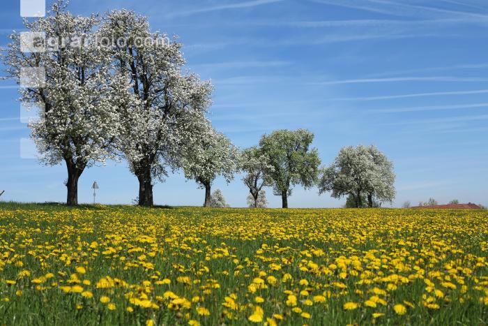 Mostobst Blüte 29