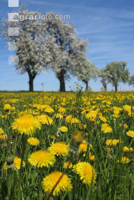 Mostobst Blüte 33