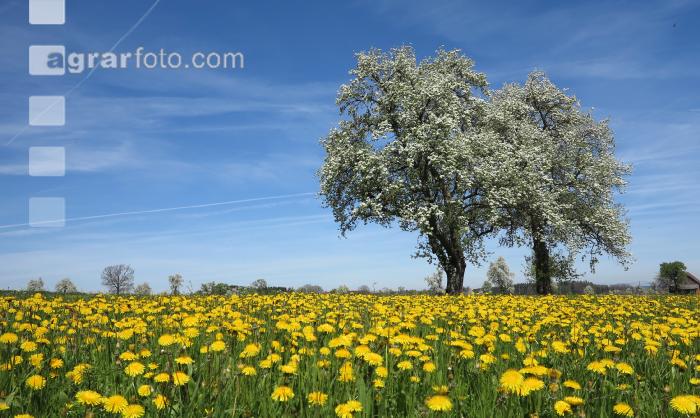 Mostobst Blüte 30