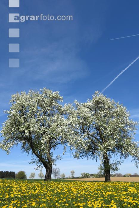 Mostobst Blüte 32