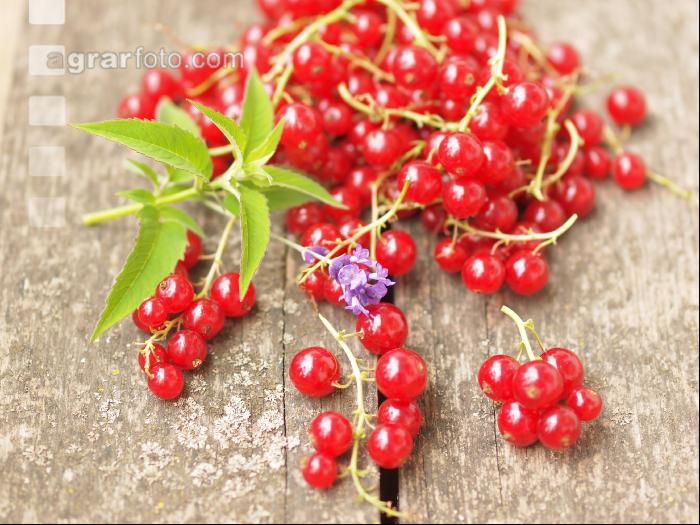 Johannisbeere rot 8