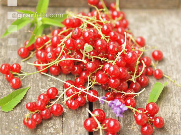 Johannisbeere rot 11