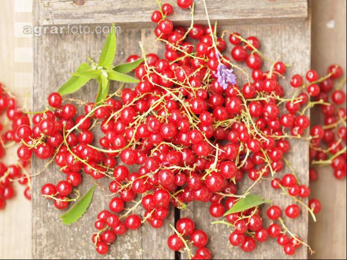 Johannisbeere rot 10