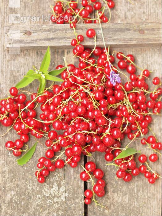 Johannisbeere rot 9