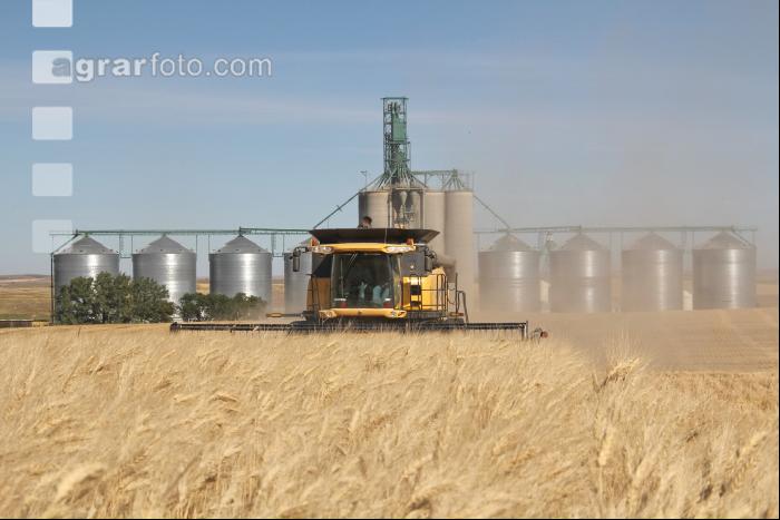 Hartweizen Ernte J 10