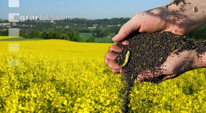 Börse und Raps 1