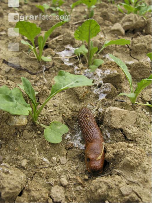Tote Schnecke