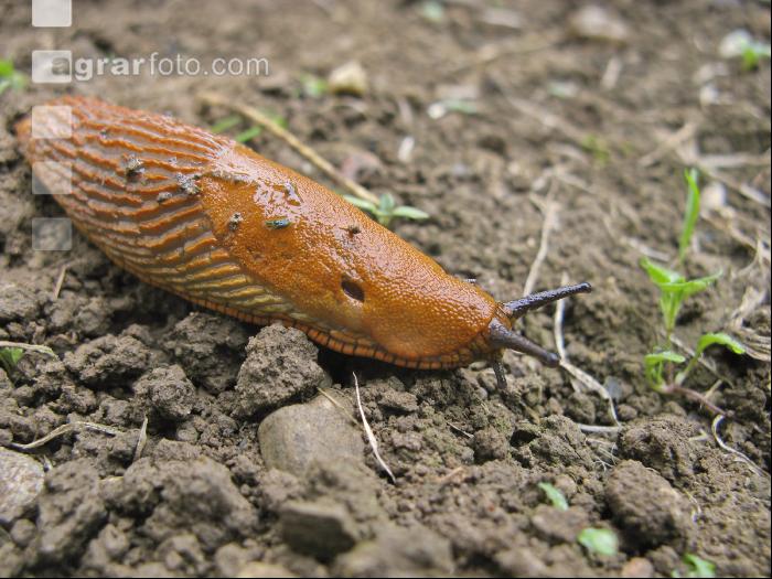 Wegschnecke 8