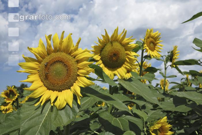 Sonnenblume Blüte 34