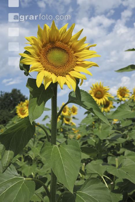 Sonnenblume Blüte 31