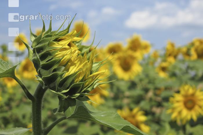 Sonnenblume Blüte 26