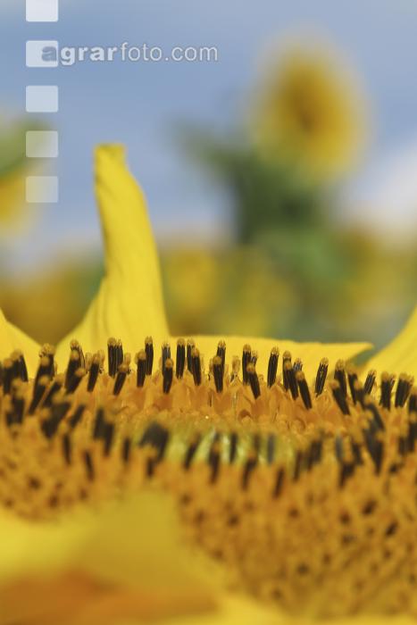 Sonnenblume Blüte 21