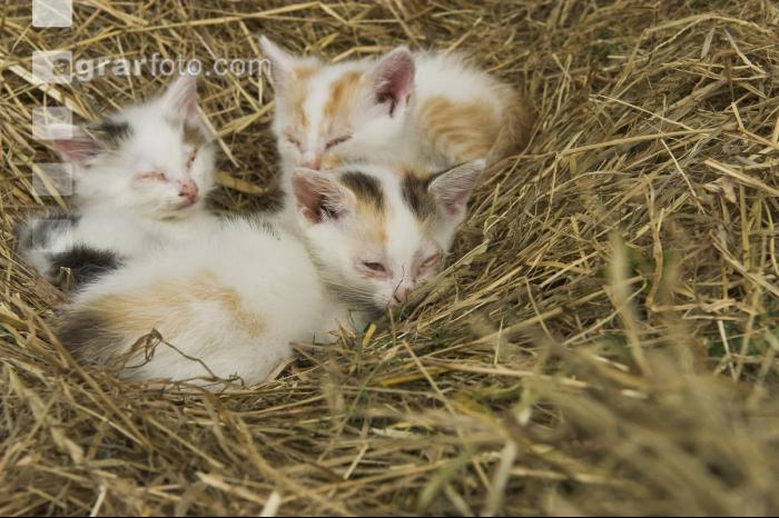 Katzen im Stroh 