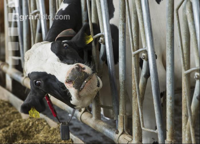 Kuhprotrait Holstein 12