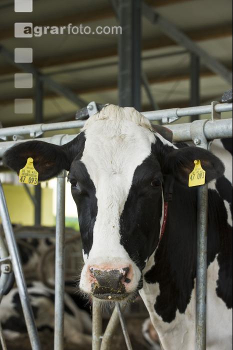 Kuhprotrait Holstein 9