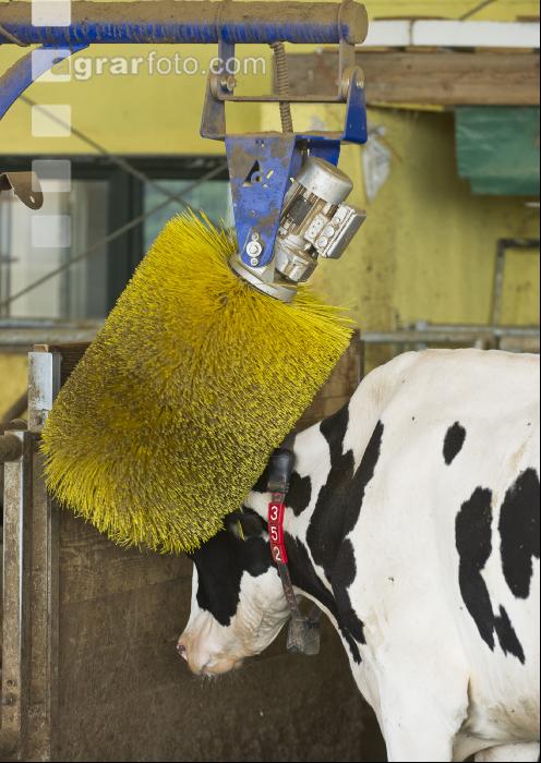 Kuhbürste 1