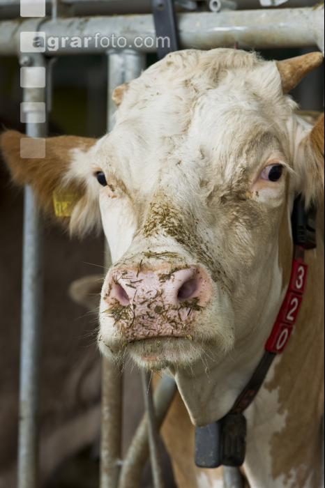 Kuhportrait Fleckvieh 4